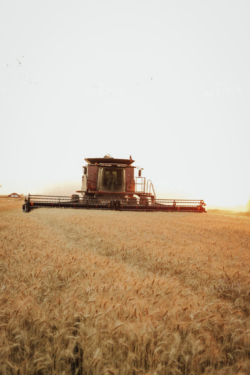 Wheat Harvest 83116