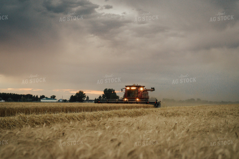 Wheat Harvest 83121