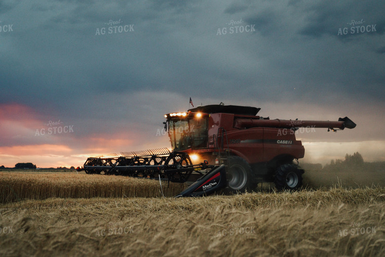 Wheat Harvest 83122