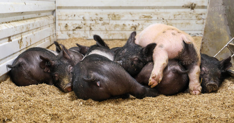 Hampshire Piglets 160011