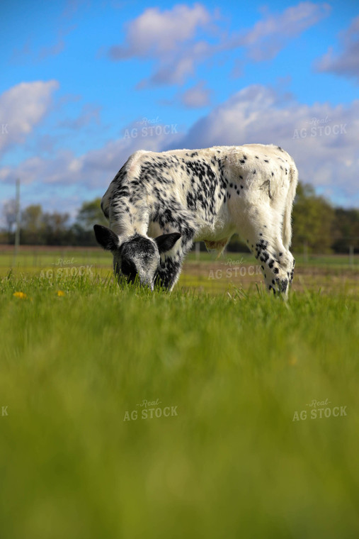 Roan Cattle 160015