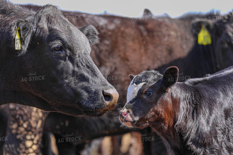 Black Baldy Cow Calf Pair 160018