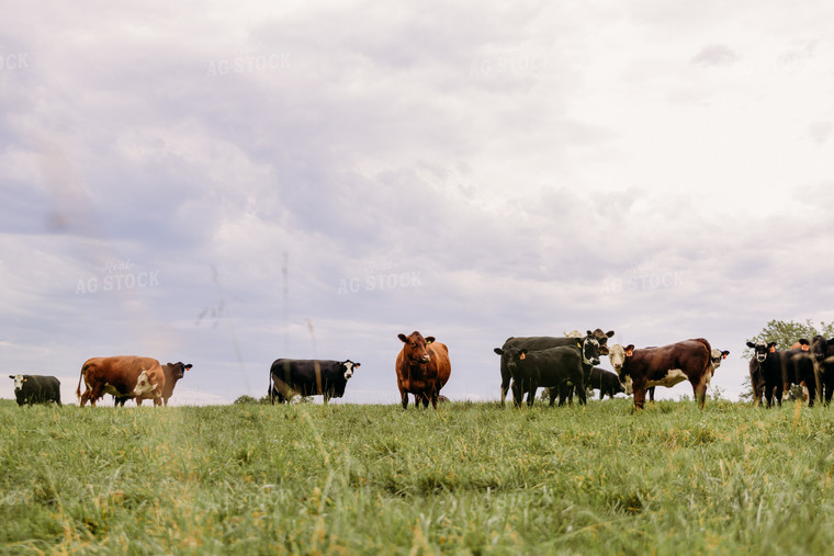 Cattle on Pasture 116010