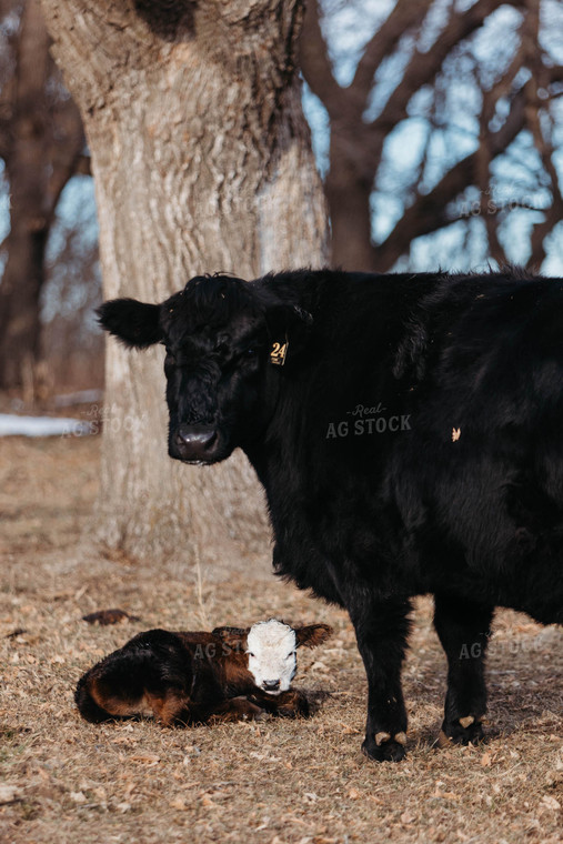 Black Baldy Cow Calf Pair 174001