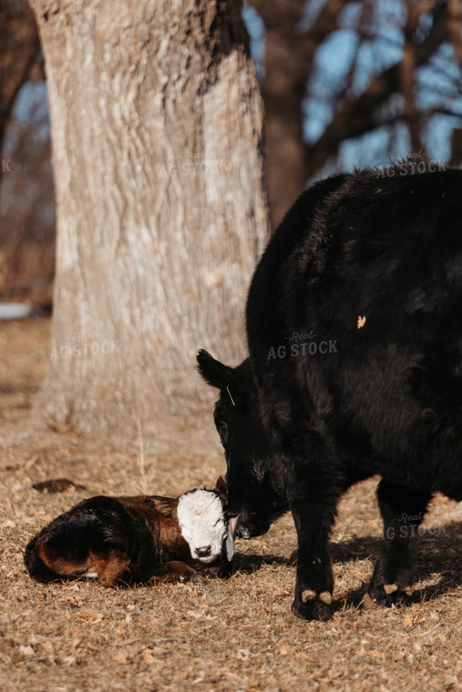 Black Baldy Cow Calf Pair 174002