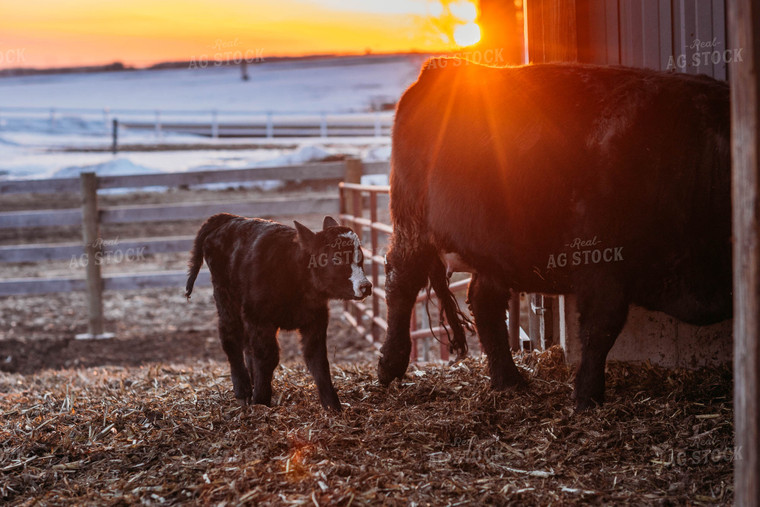 Black Baldy Cow Calf Pair 174011