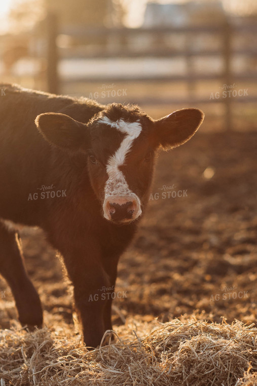 Black Baldy Calf 174015