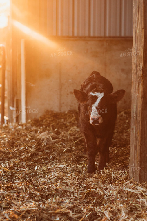 Black Baldy Calf 174017