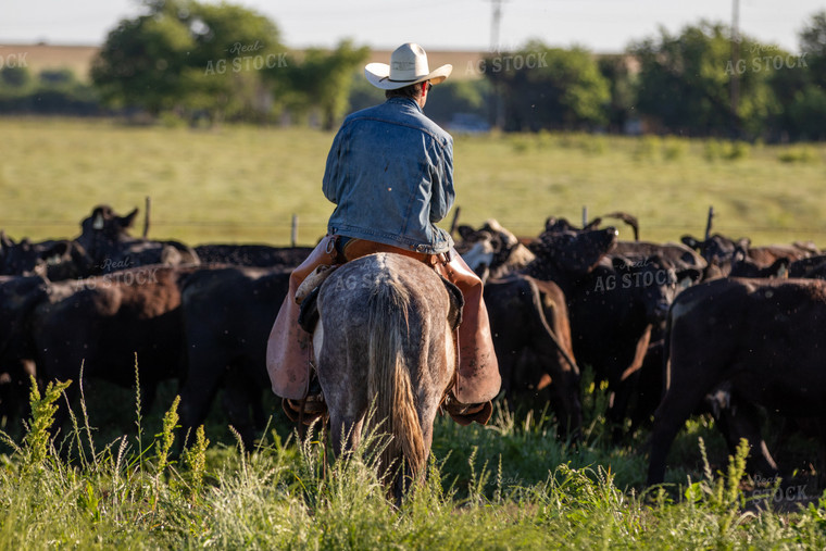 Rancher Herding Cattle on Horseback 175005