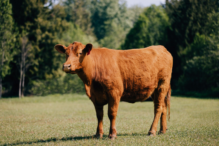 Red Angus 178002