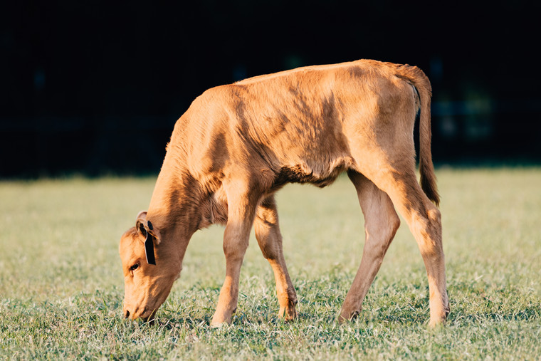 Red Angus Calf 178006