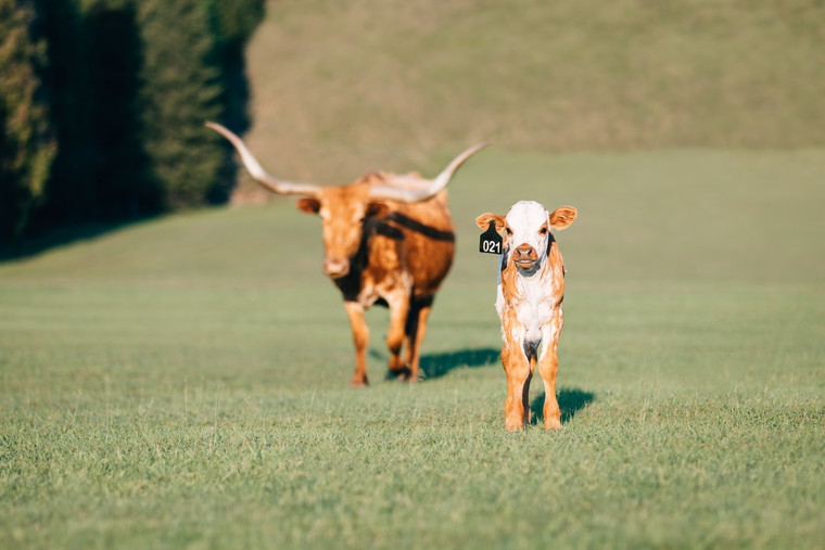 Longhorn Cow and Calf 178008