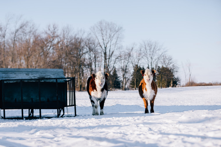 Hereford Cattle in Snowy Pasture 178019