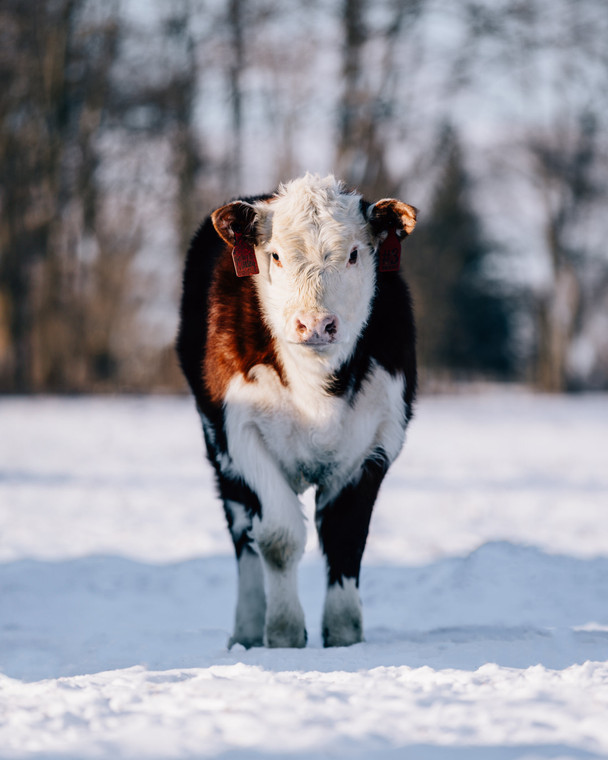 Hereford Cattle in Snowy Pasture 178020