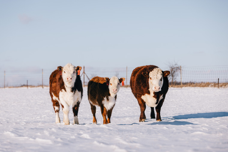 Hereford Cattle in Snowy Pasture 178021