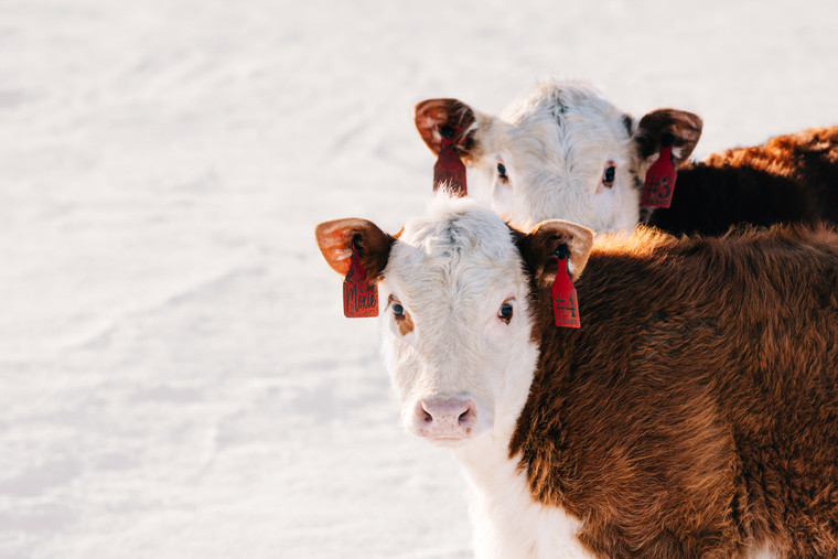 Hereford Cattle in Snowy Pasture 178023