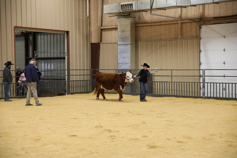 Showing Cattle 102068
