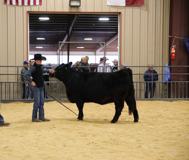 Showing Cattle 102071