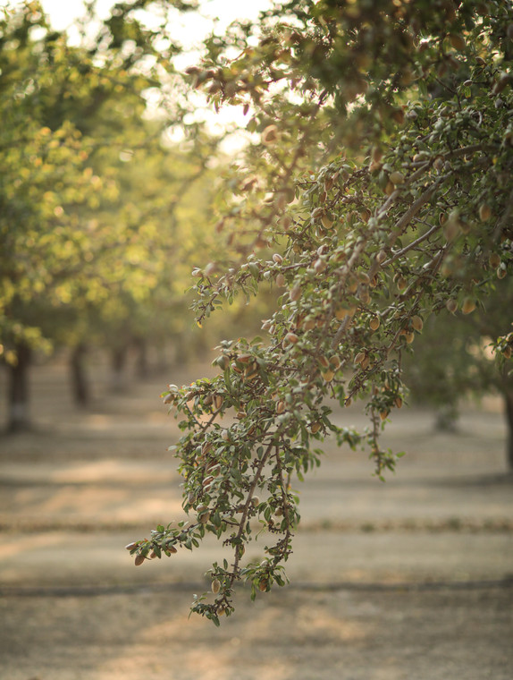 Almond Orchard 180000