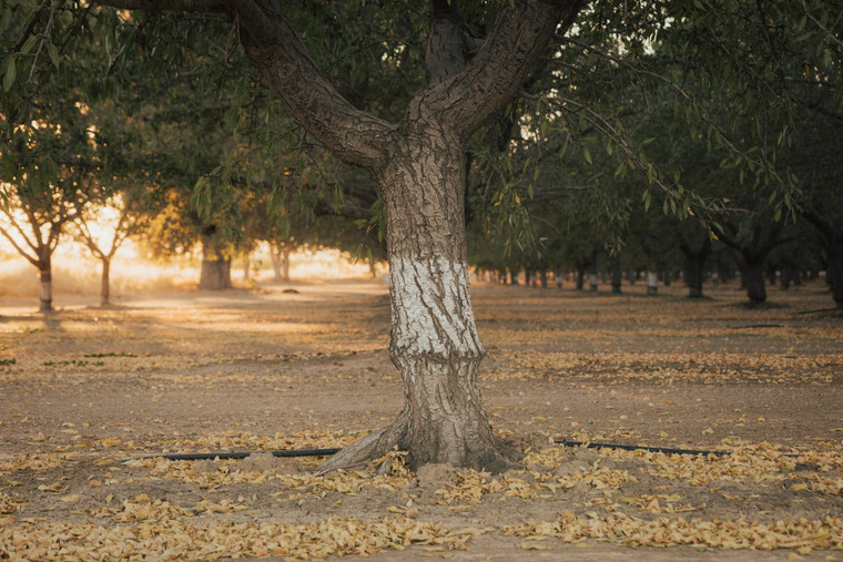 Almond Orchard 180001