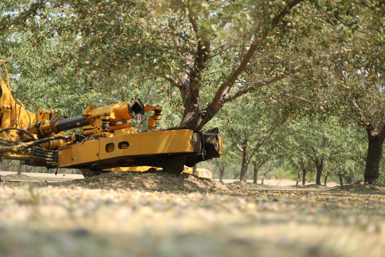 Almond Harvest 180009