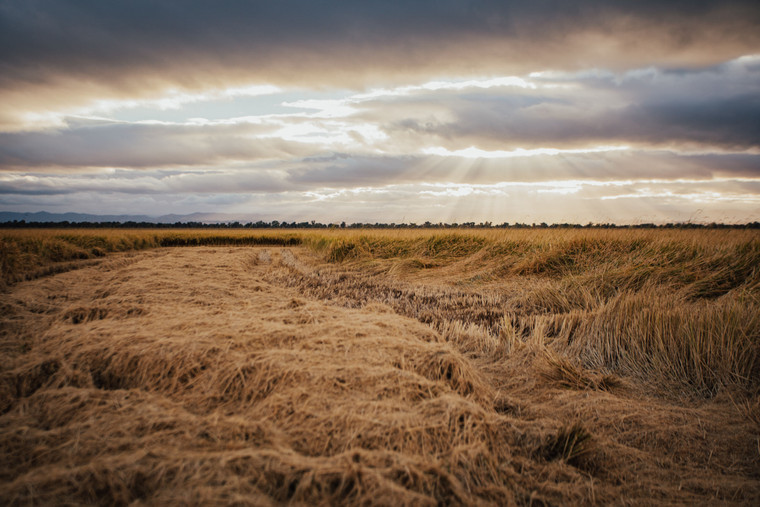 Rice Field 180010