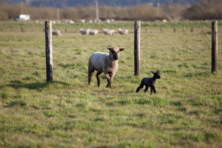 Ewe and Lamb 181004