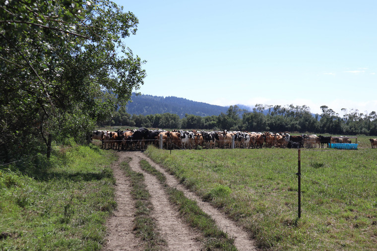 Dairy Cattle on Pasture 181015