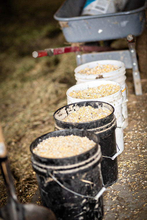 Feed Ration in Buckets 181019