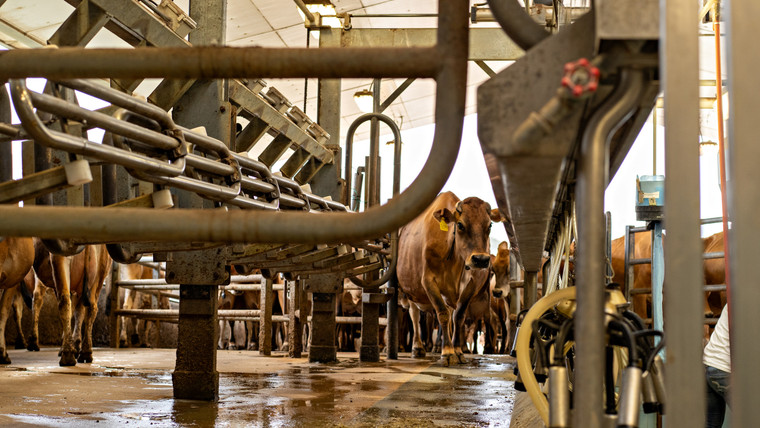 Dairy Cattle Being Milked 181021