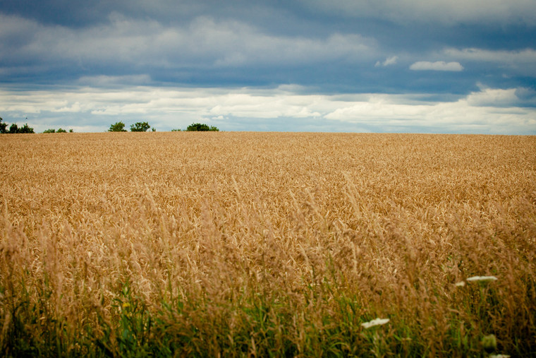Wheat Field 181030