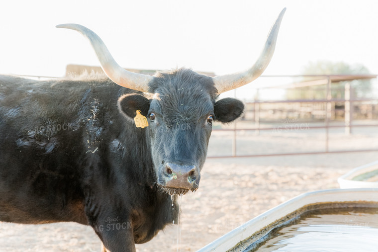 Longhorn Cattle 184021