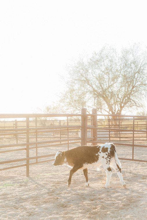 Longhorn Calf 184022