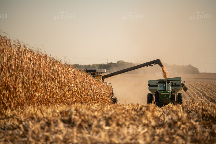 Corn Harvest 76458