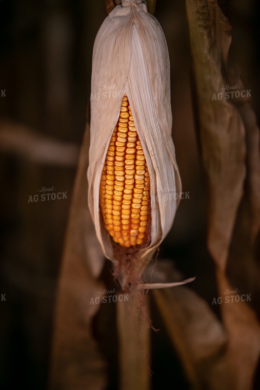 Dried Corn Ear 76496