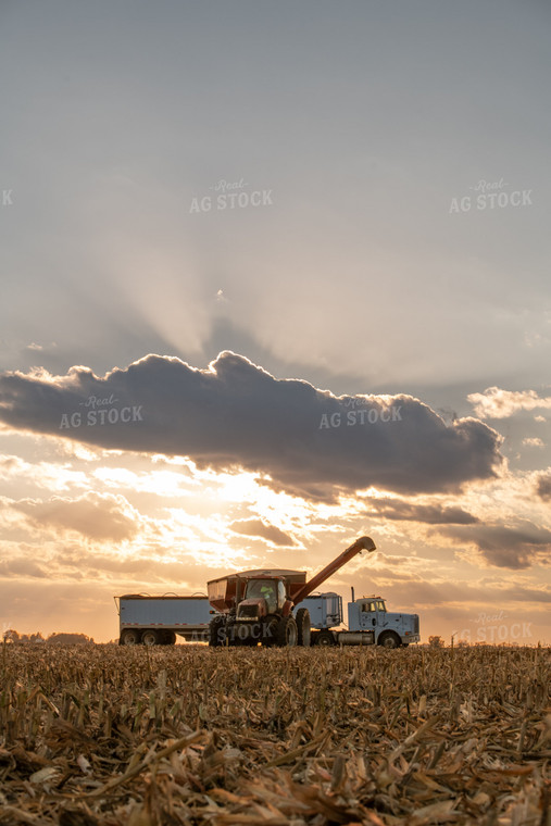 Corn Harvest 76507