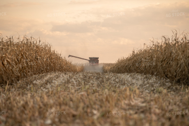 Corn Harvest 76508