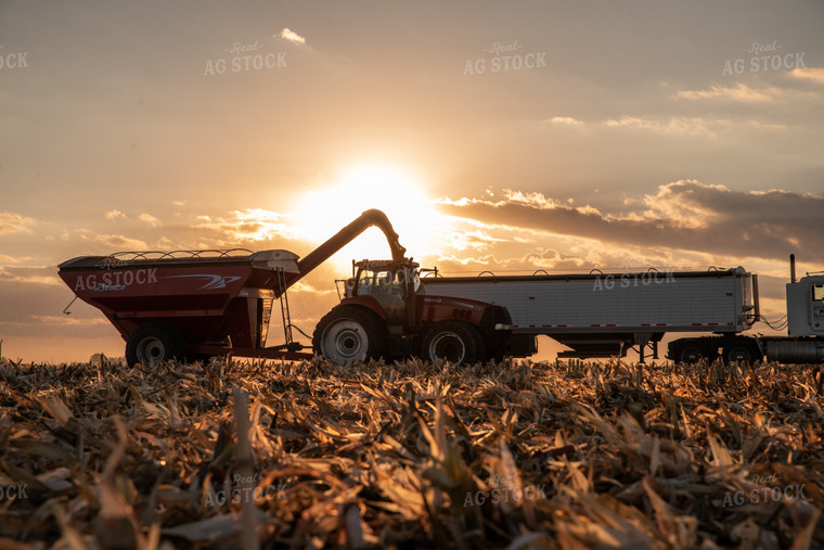Corn Harvest 76540