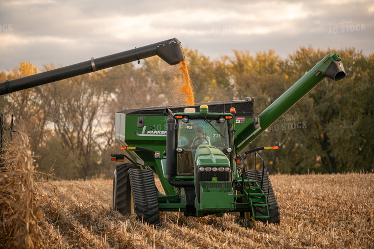 Corn Harvest 76558