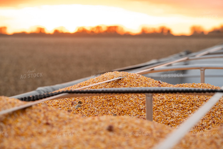 Harvested Corn 76567