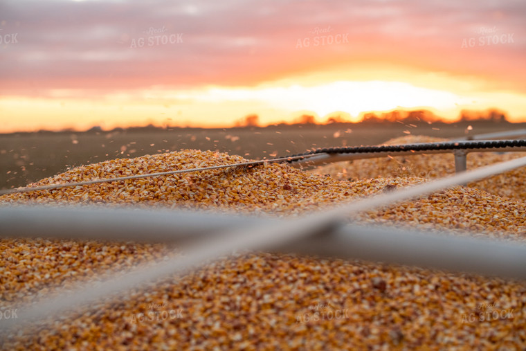 Harvested Corn 76568