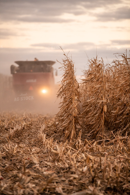 Corn Harvest 76571