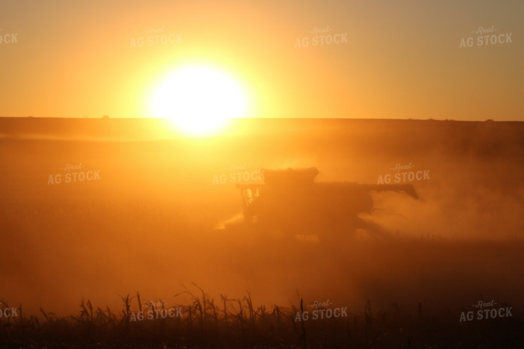 Corn Harvest 82133