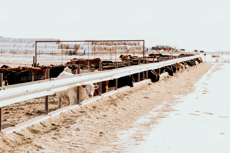 Feedlot 185000