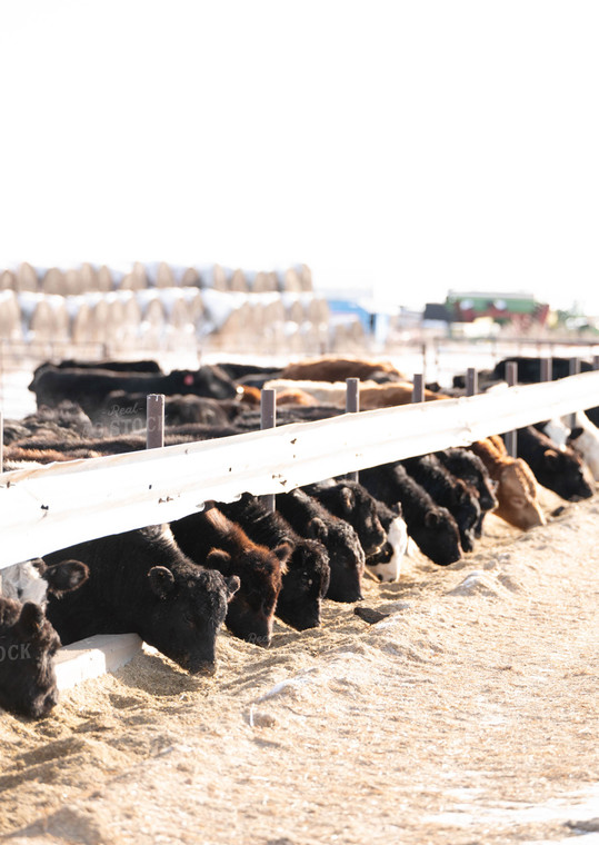 Feedlot 185004