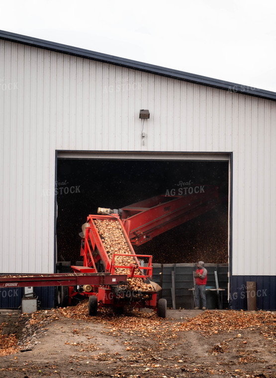 Onion Harvest 185022