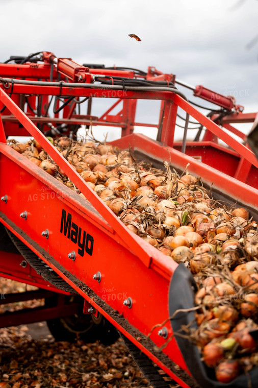 Onion Harvest 185023