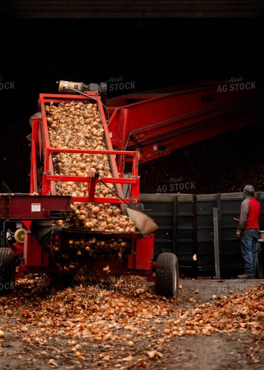 Onion Harvest 185028