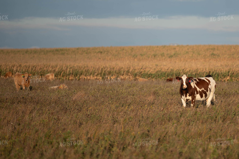 Cattle on Pasture 185032