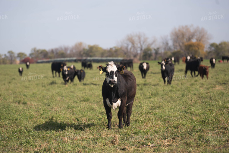 Cattle on Pasture 185035